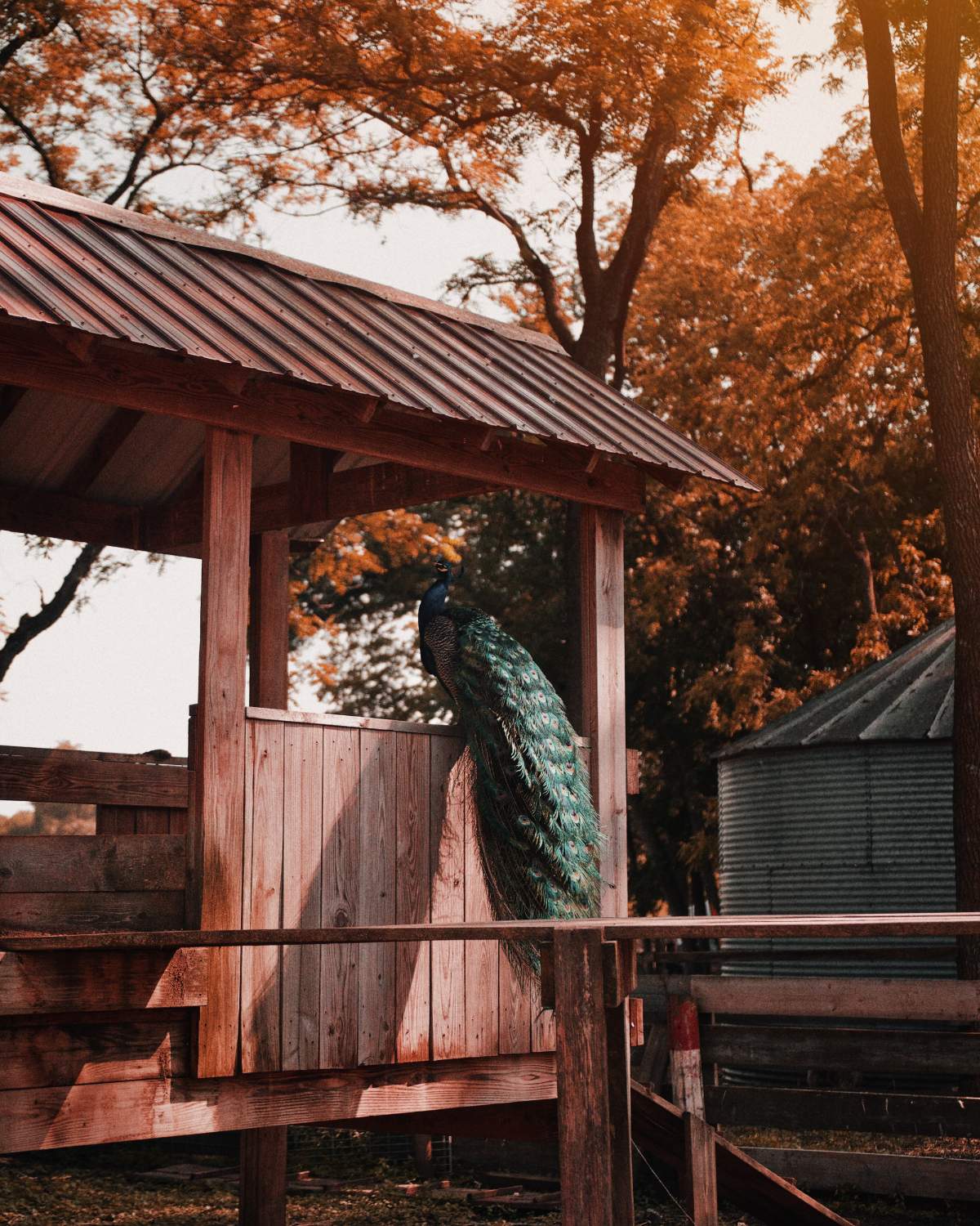 Construction d'une cabane en bois de palettes